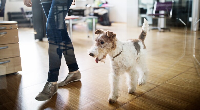 Hunde ins Büro mitnehmen: 5 Tipps für Hundebesitzer:innen