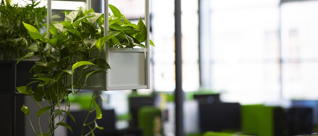 Blick in einen Büroraum mit hängender Pflanze