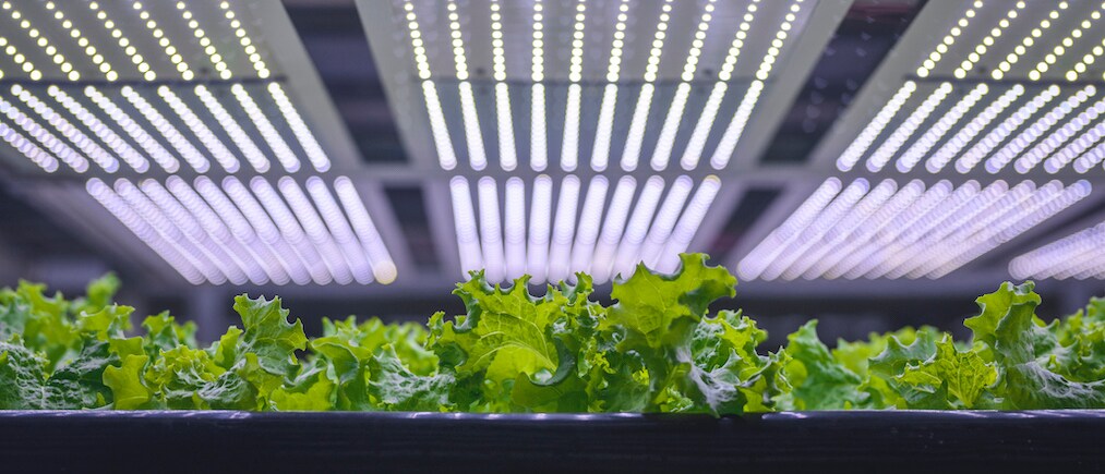 Low angle close-up of a rack of cultivated plant crops in a vertical farming facility with LED lighting overhead.