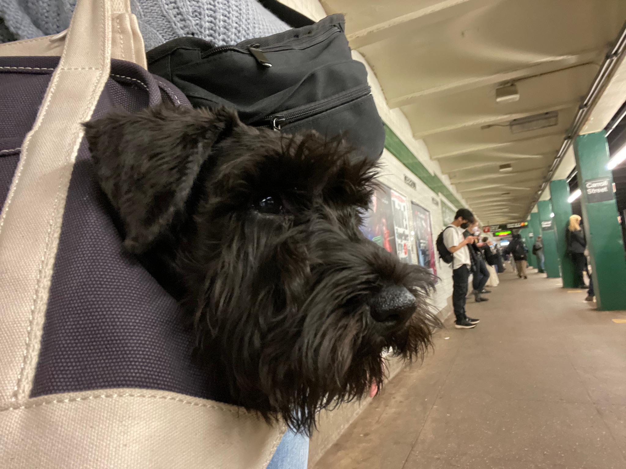 commuting to work with a dog