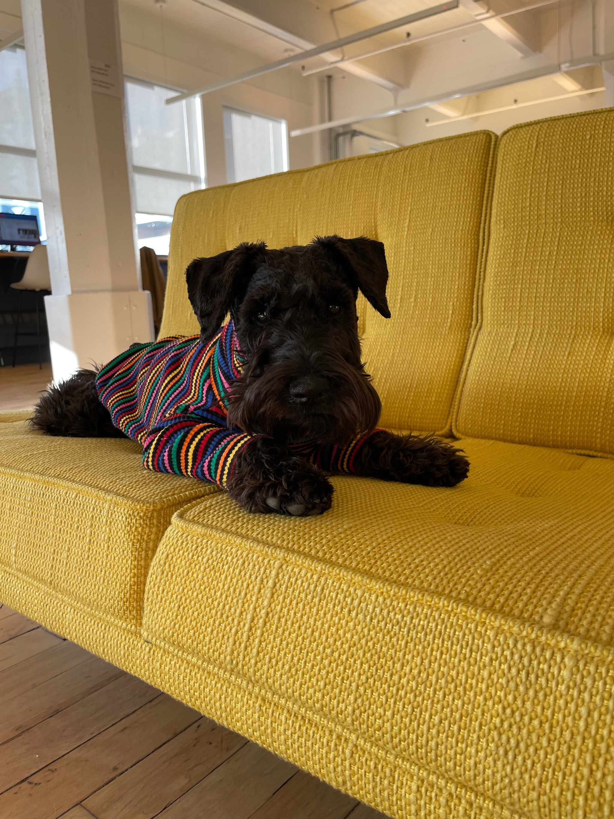 Dog on sofa in office