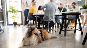 How To Create A Dog-Friendly Workplace