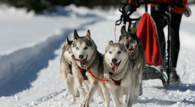 What Sled Dogs Taught Me About Motivating Employees