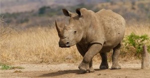Are You A Rhino Entrepreneur?